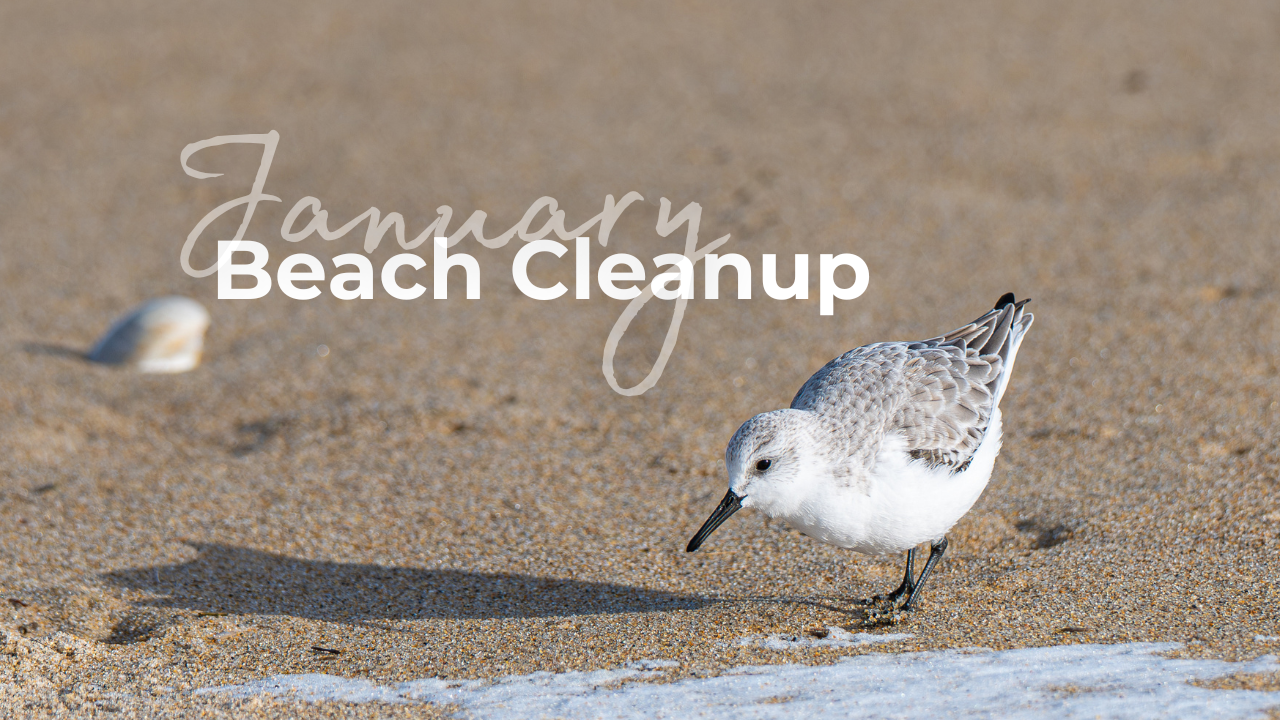 Copy of November Cleanup (1)